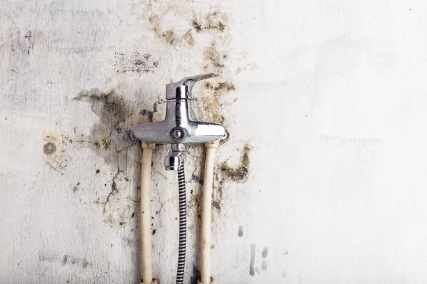 Best Home Mold Removal  in Ronan, MT