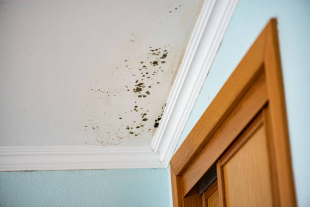 Professional Mold Removal in Ronan, MT