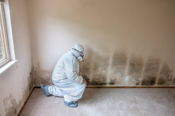 Best Mold Damage Repair  in Ronan, MT