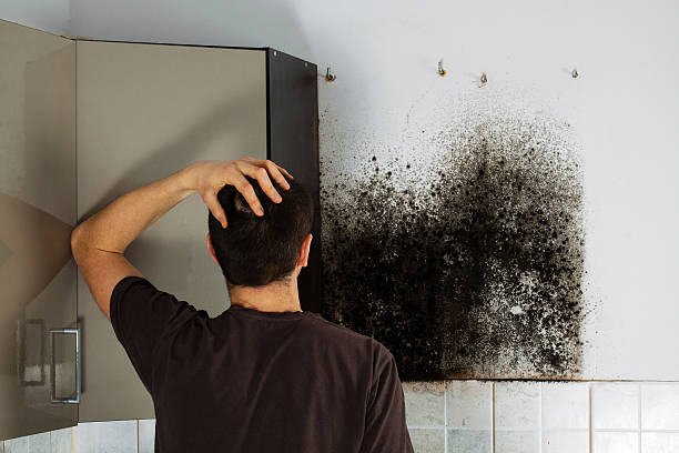 Best Emergency Mold Removal  in Ronan, MT
