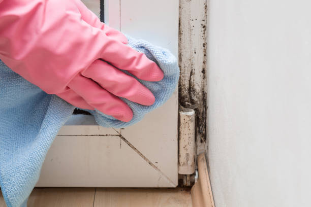 Best Mold Remediation  in Ronan, MT