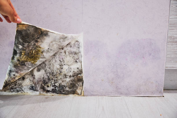 Best Affordable Mold Removal  in Ronan, MT